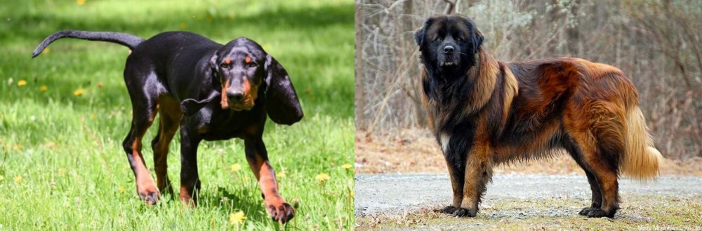 Estrela Mountain Dog vs Black and Tan Coonhound - Breed Comparison