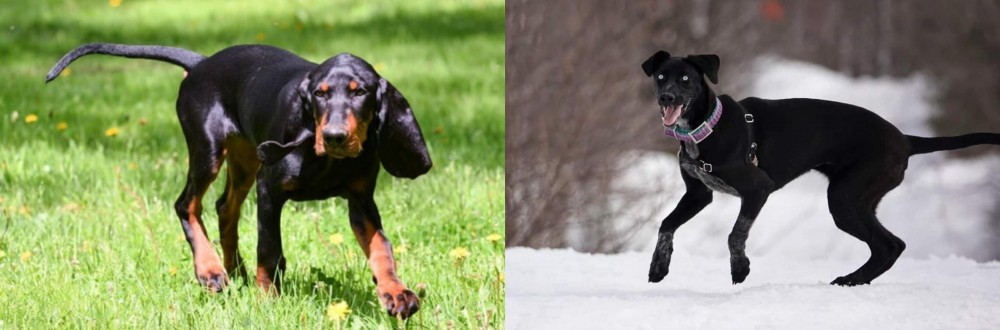 Eurohound vs Black and Tan Coonhound - Breed Comparison