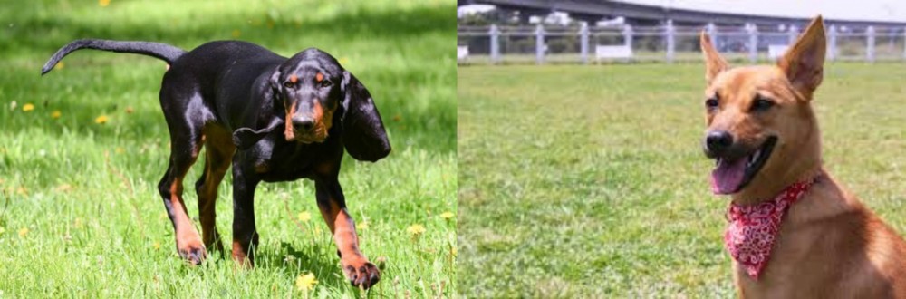 Formosan Mountain Dog vs Black and Tan Coonhound - Breed Comparison