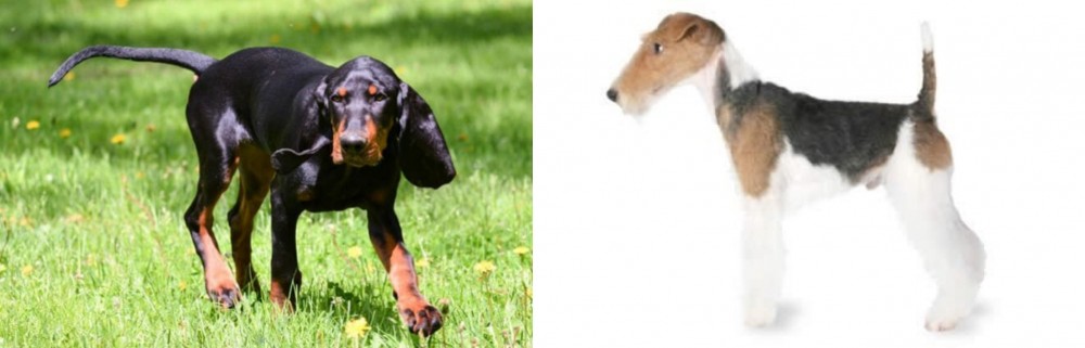 Fox Terrier vs Black and Tan Coonhound - Breed Comparison