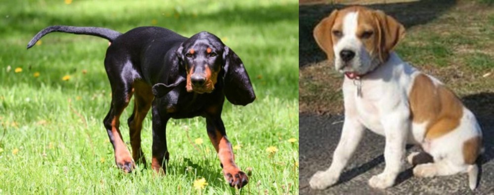 Francais Blanc et Orange vs Black and Tan Coonhound - Breed Comparison