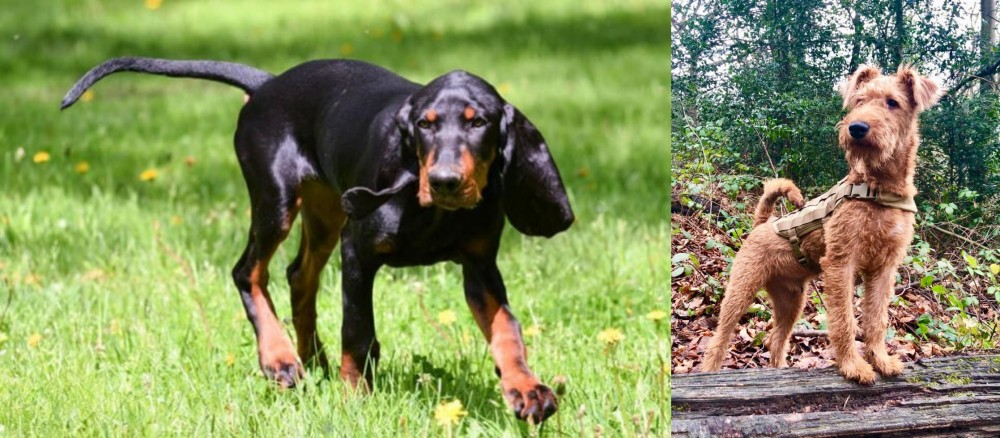 Irish Terrier vs Black and Tan Coonhound - Breed Comparison