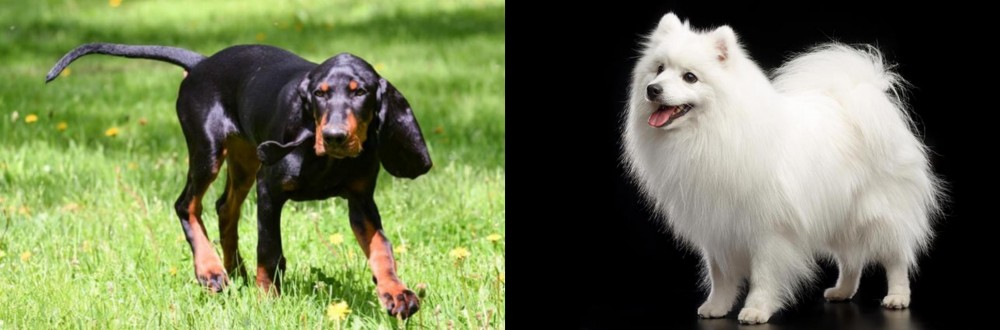 Japanese Spitz vs Black and Tan Coonhound - Breed Comparison