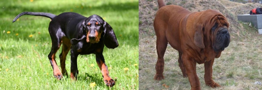 Korean Mastiff vs Black and Tan Coonhound - Breed Comparison