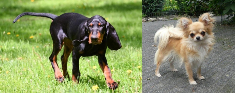 Long Haired Chihuahua vs Black and Tan Coonhound - Breed Comparison
