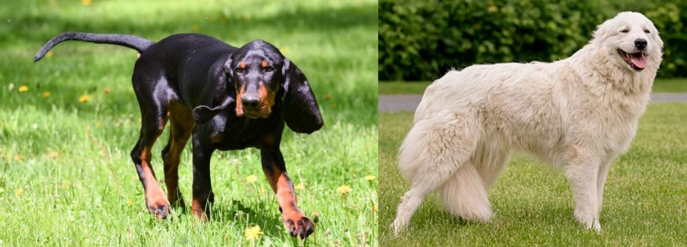 Maremma Sheepdog vs Black and Tan Coonhound - Breed Comparison