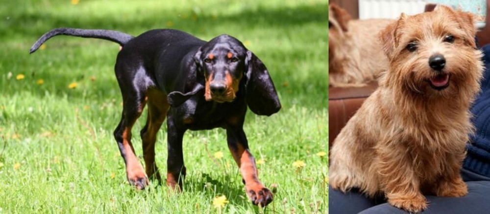 Norfolk Terrier vs Black and Tan Coonhound - Breed Comparison