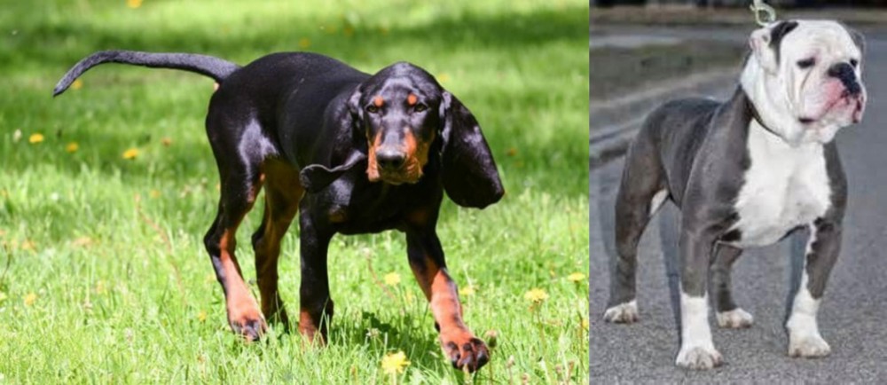 Old English Bulldog vs Black and Tan Coonhound - Breed Comparison