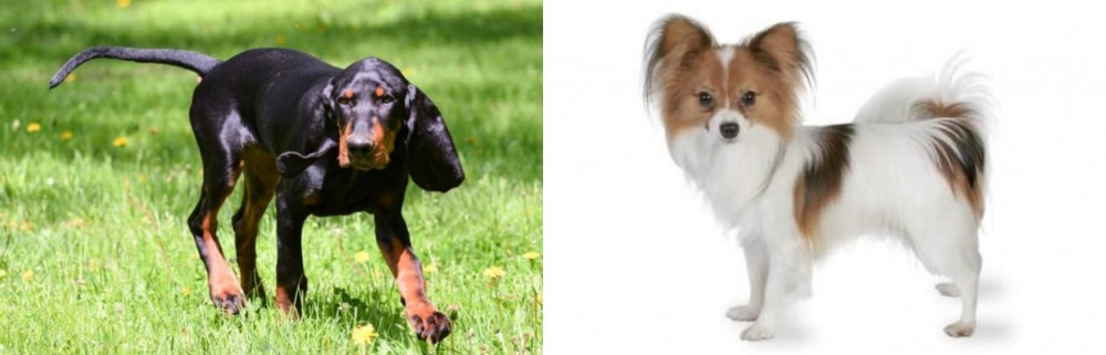 Papillon vs Black and Tan Coonhound - Breed Comparison