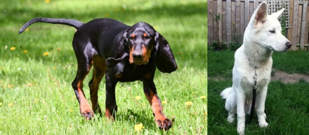 Phung San vs Black and Tan Coonhound - Breed Comparison