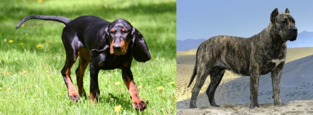 Presa Canario vs Black and Tan Coonhound - Breed Comparison