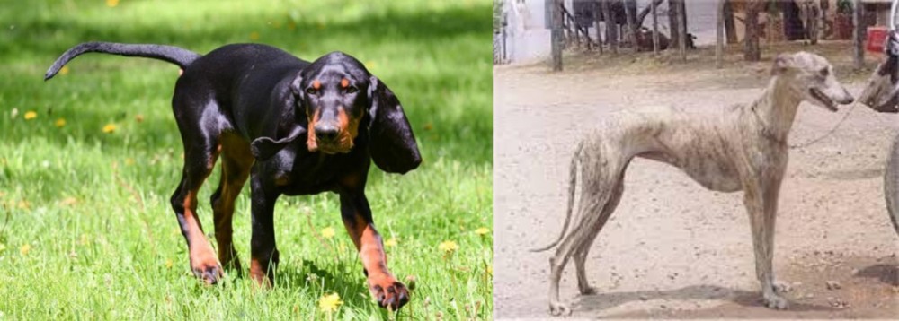 Rampur Greyhound vs Black and Tan Coonhound - Breed Comparison
