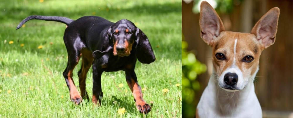 Rat Terrier vs Black and Tan Coonhound - Breed Comparison