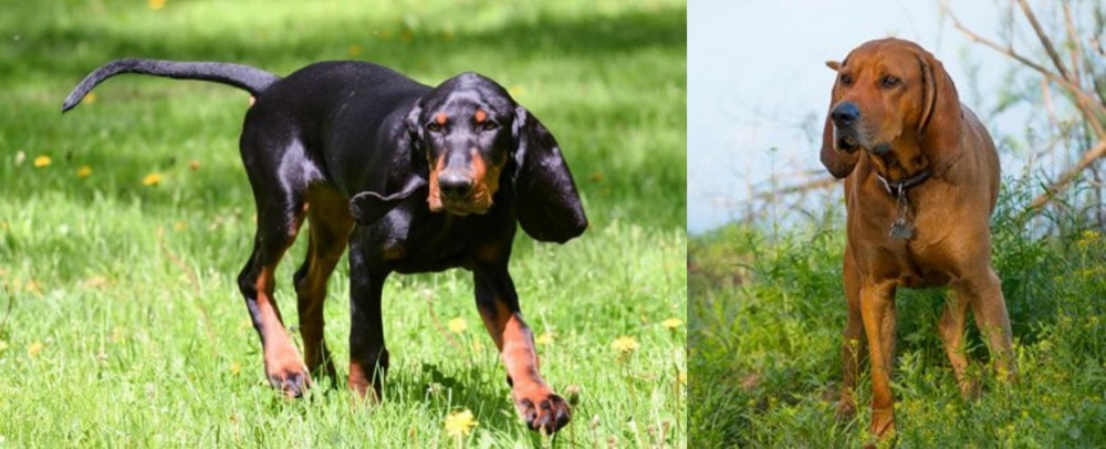 Redbone Coonhound vs Black and Tan Coonhound - Breed Comparison