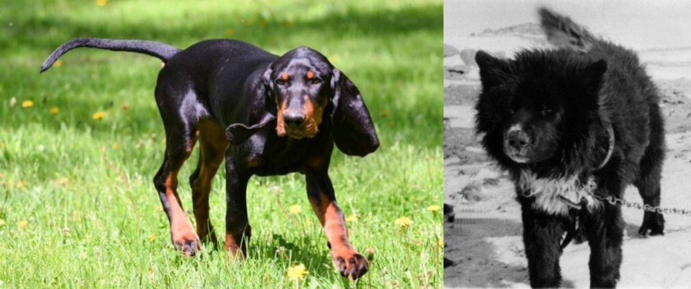 Sakhalin Husky vs Black and Tan Coonhound - Breed Comparison