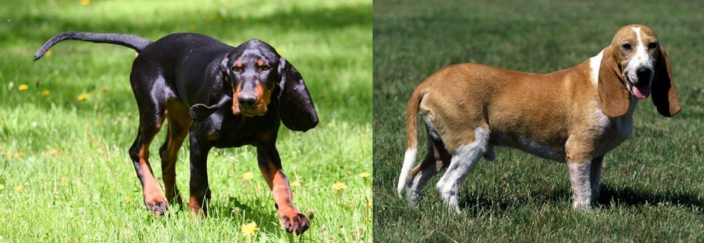 Schweizer Niederlaufhund vs Black and Tan Coonhound - Breed Comparison