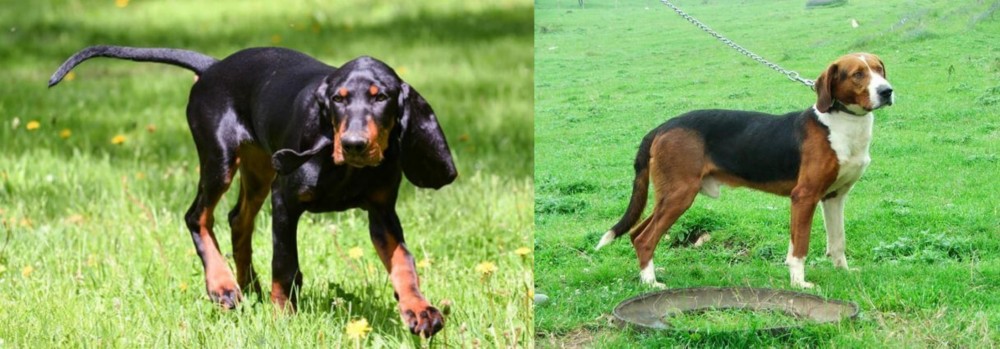 Serbian Tricolour Hound vs Black and Tan Coonhound - Breed Comparison