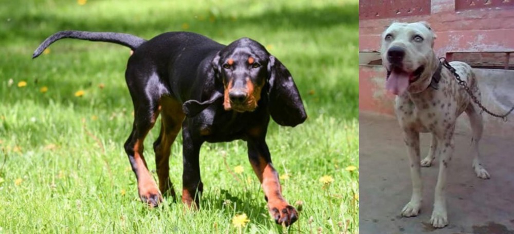 Sindh Mastiff vs Black and Tan Coonhound - Breed Comparison