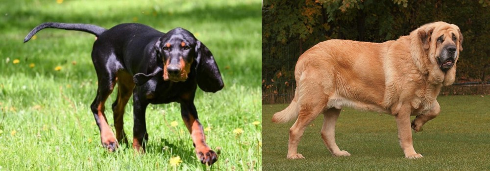 Spanish Mastiff vs Black and Tan Coonhound - Breed Comparison