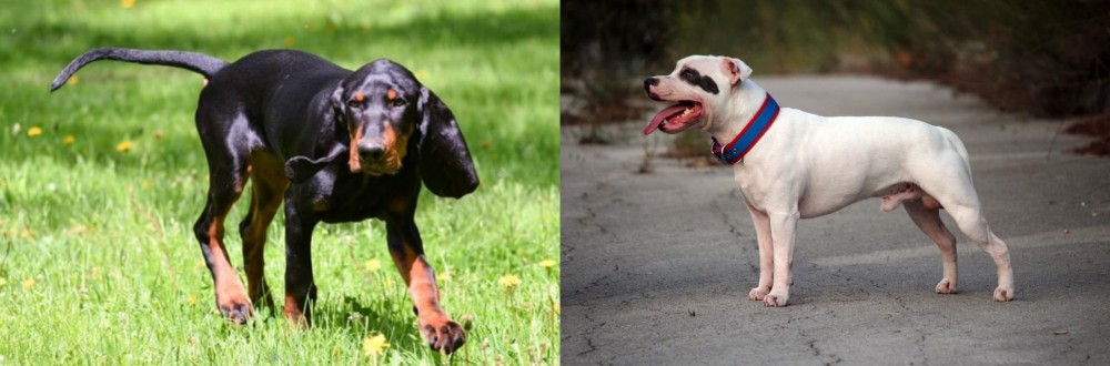Staffordshire Bull Terrier vs Black and Tan Coonhound - Breed Comparison