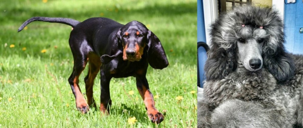 Standard Poodle vs Black and Tan Coonhound - Breed Comparison