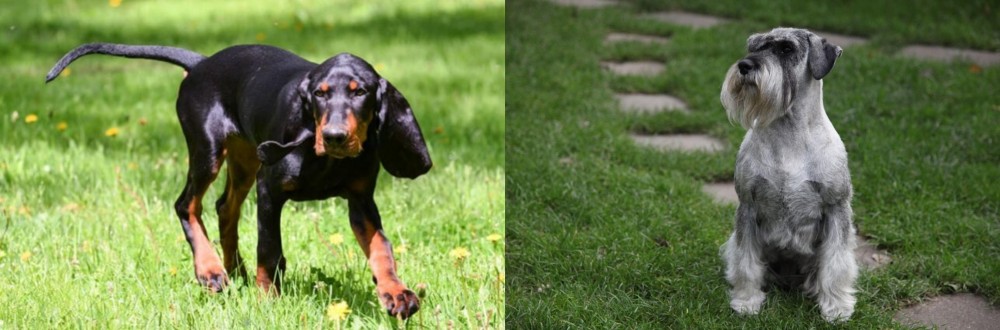 Standard Schnauzer vs Black and Tan Coonhound - Breed Comparison