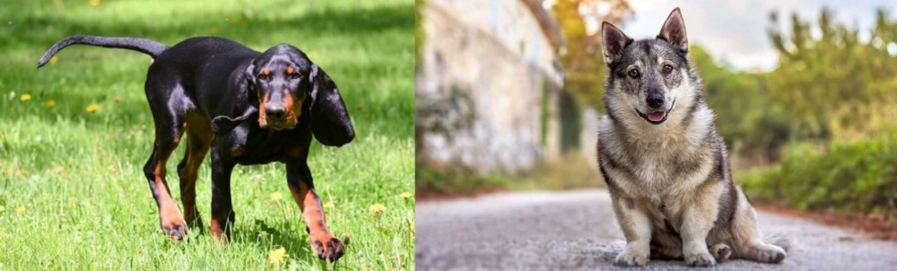 Swedish Vallhund vs Black and Tan Coonhound - Breed Comparison
