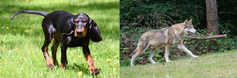 Tamaskan vs Black and Tan Coonhound - Breed Comparison
