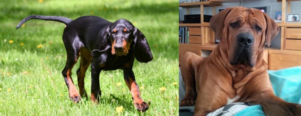Tosa vs Black and Tan Coonhound - Breed Comparison