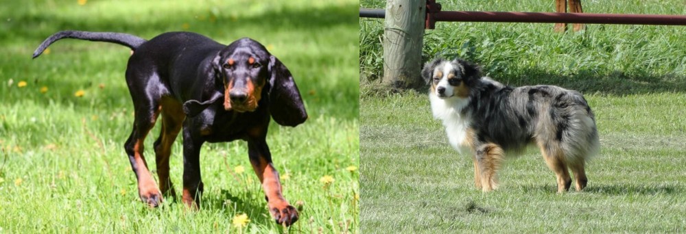 Toy Australian Shepherd vs Black and Tan Coonhound - Breed Comparison