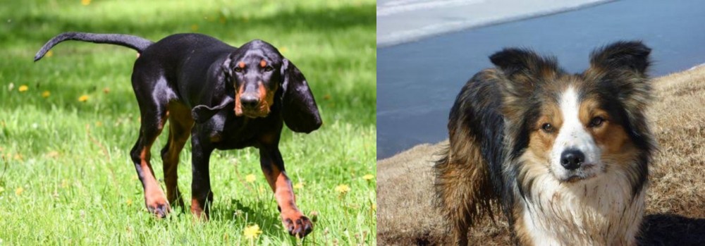 Welsh Sheepdog vs Black and Tan Coonhound - Breed Comparison