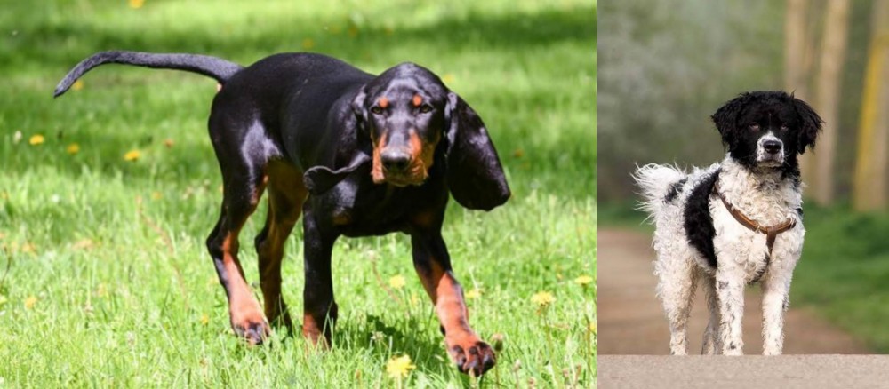 Wetterhoun vs Black and Tan Coonhound - Breed Comparison