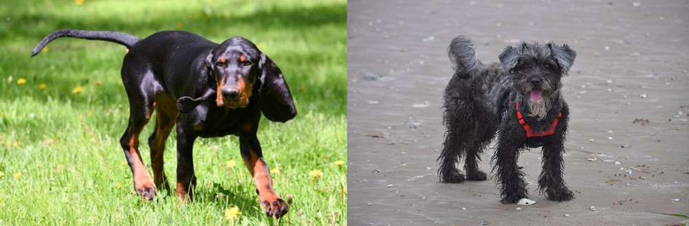 YorkiePoo vs Black and Tan Coonhound - Breed Comparison