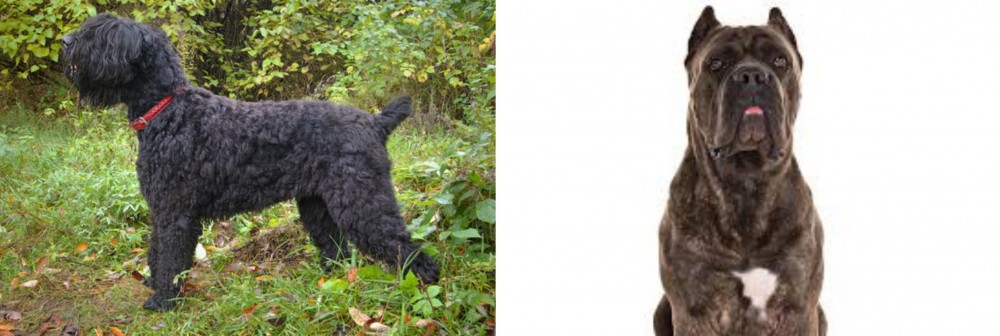 Cane Corso vs Black Russian Terrier - Breed Comparison