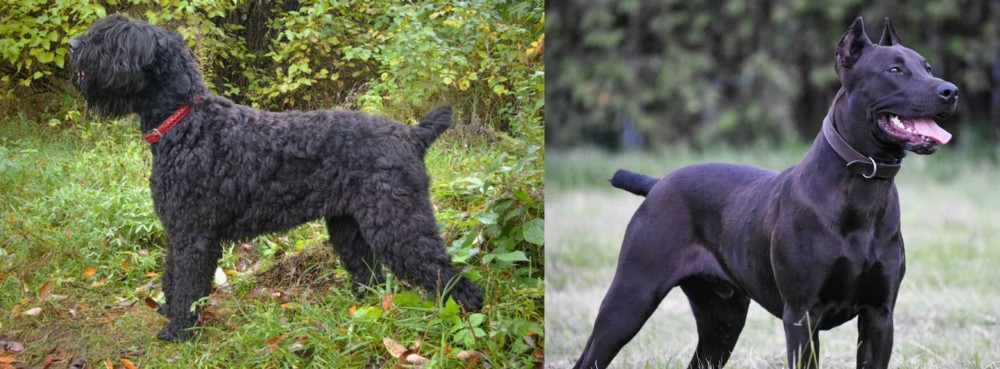 Canis Panther vs Black Russian Terrier - Breed Comparison