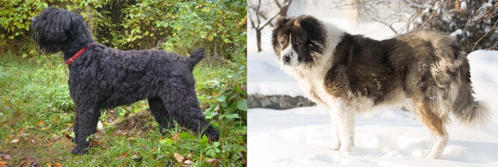 Caucasian Shepherd vs Black Russian Terrier - Breed Comparison