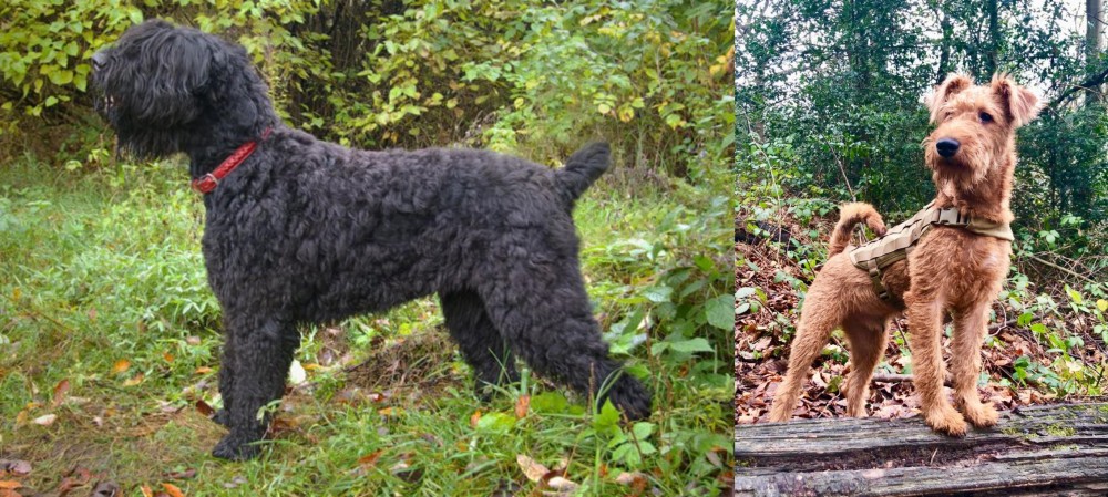 Irish Terrier vs Black Russian Terrier - Breed Comparison