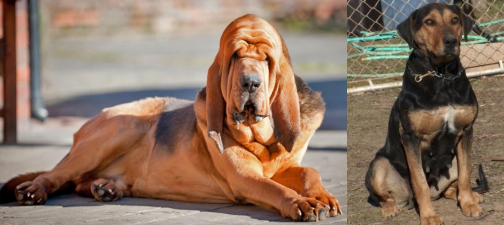 New Zealand Huntaway vs Bloodhound - Breed Comparison