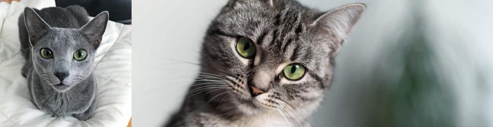 Domestic Shorthaired Cat vs Blue Russian - Breed Comparison