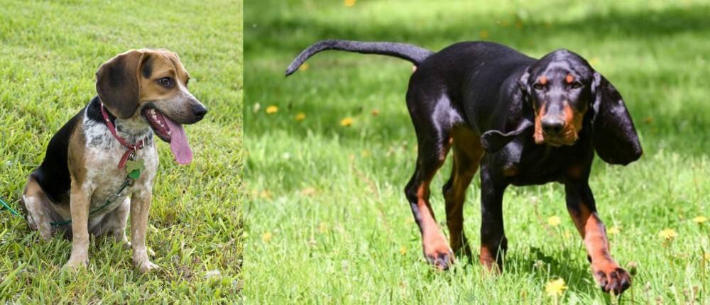Black and Tan Coonhound vs Bluetick Beagle - Breed Comparison