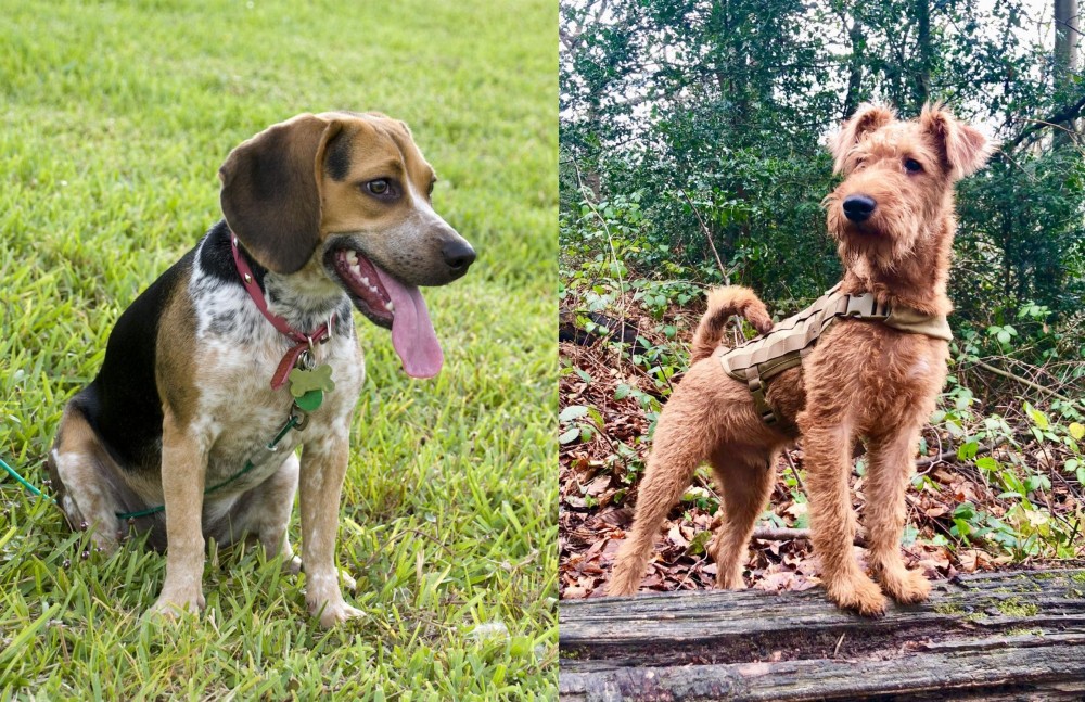 Irish Terrier vs Bluetick Beagle - Breed Comparison