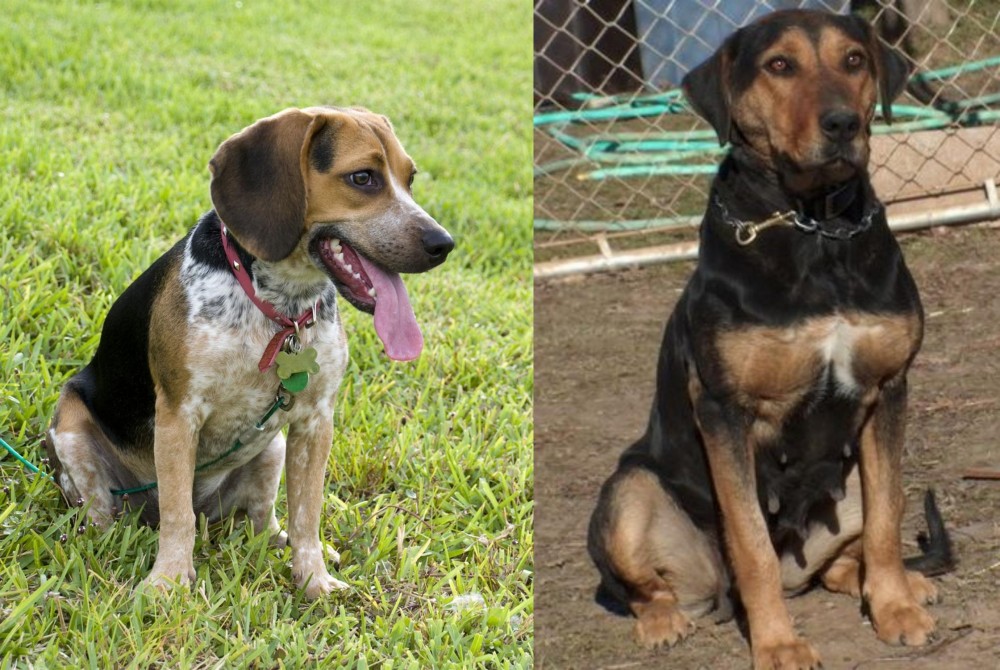 New Zealand Huntaway vs Bluetick Beagle - Breed Comparison