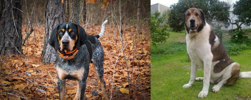 Cao de Gado Transmontano vs Bluetick Coonhound - Breed Comparison