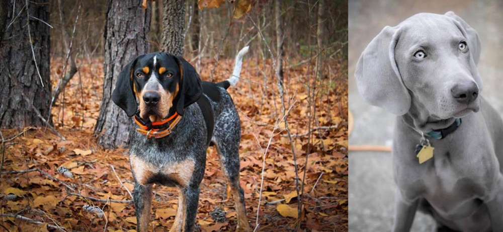 Weimaraner vs Bluetick Coonhound - Breed Comparison