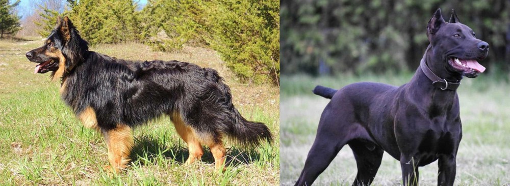Canis Panther vs Bohemian Shepherd - Breed Comparison