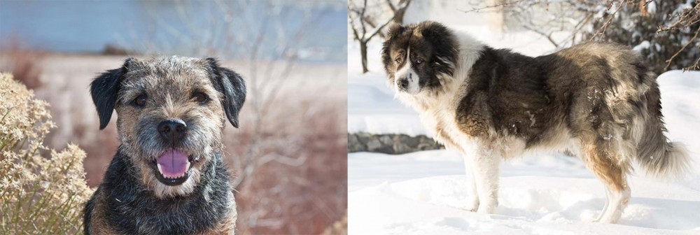 Caucasian Shepherd vs Border Terrier - Breed Comparison