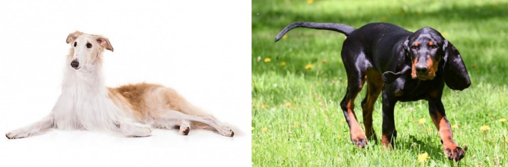 Black and Tan Coonhound vs Borzoi - Breed Comparison