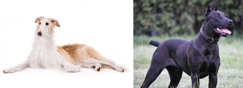 Canis Panther vs Borzoi - Breed Comparison