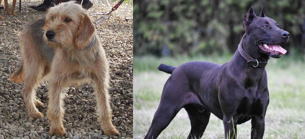 Canis Panther vs Bosnian Coarse-Haired Hound - Breed Comparison
