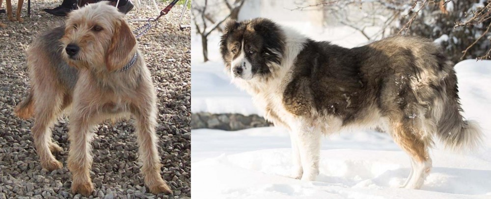 Caucasian Shepherd vs Bosnian Coarse-Haired Hound - Breed Comparison
